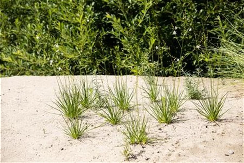 Anthericum liliago