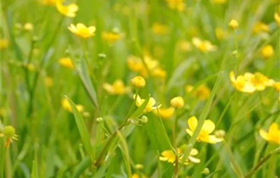 Ranunculus flammula Ranunculus flammula