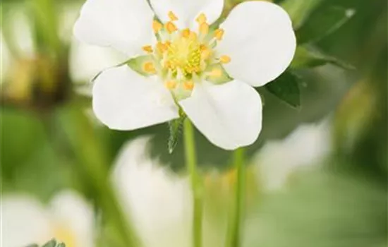 Fragaria moschata Fragaria moschata