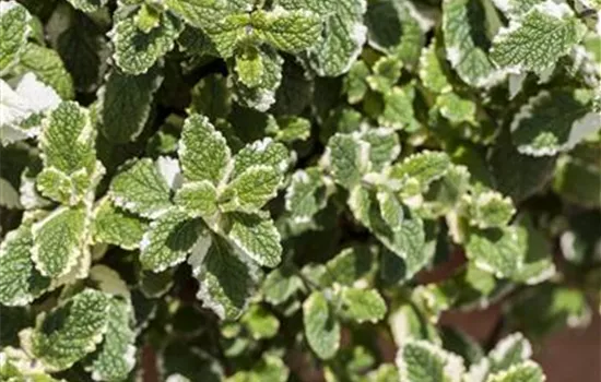 Mentha arvensis
