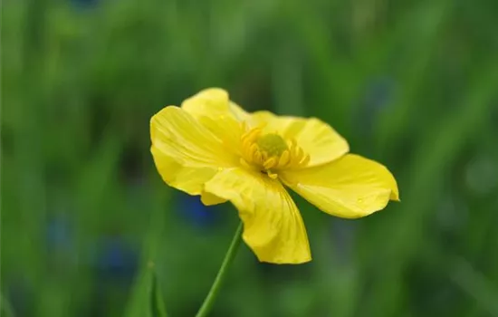Ranunculus lingua Ranunculus lingua
