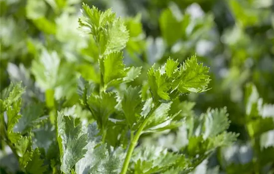 Apium graveolens Apium graveolens