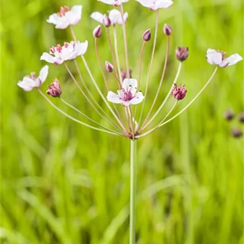 Butomus umbellatus Butomus umbellatus
