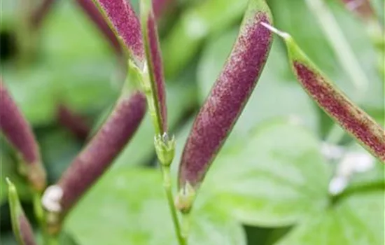 Lathyrus vernus Lathyrus vernus