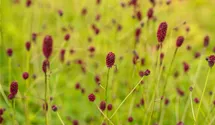 Purpur-Wiesenknopf BIO