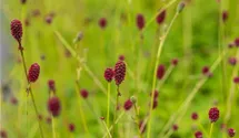 Purpur-Wiesenknopf BIO