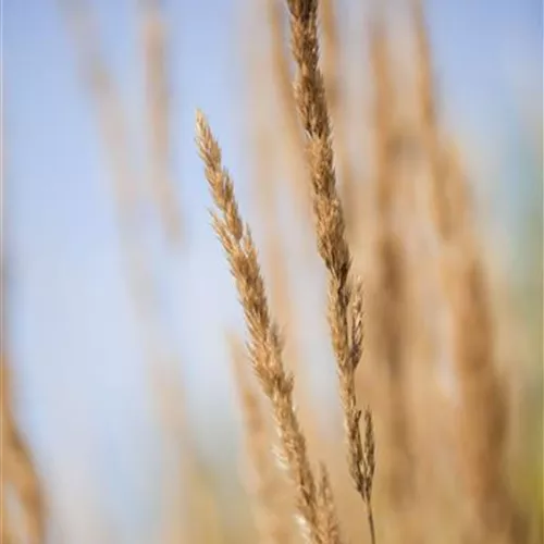 Calamagrostis x acutifl. Waldenbuch Calamagrostis x acutifl. Waldenbuch