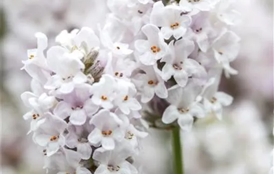Lavandula angustifolia Alba Lavandula angustifolia Alba