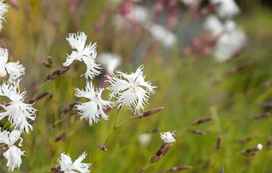 Dianthus arenarius Dianthus arenarius