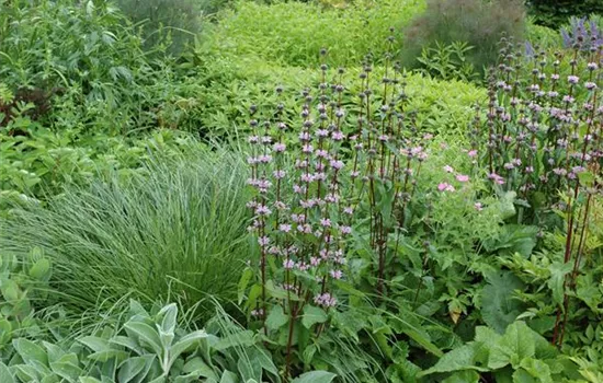 Phlomis tuberosa