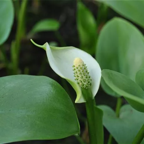Calla palustris Calla palustris