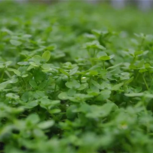 Callitriche palustris Callitriche palustris