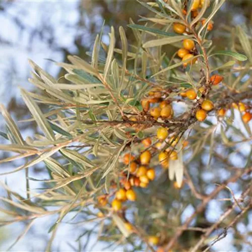 Hippophae rham. Hergo Hippophae rham. Hergo