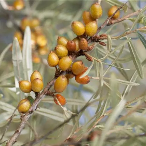 Hippophae rham. Leikora Hippophae rham. Leikora