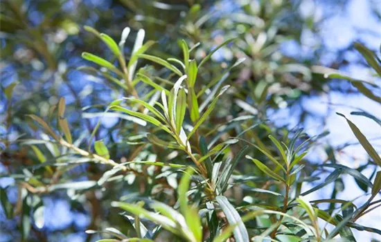 Hippophae rhamnoides Pollmix Hippophae rhamnoides Pollmix