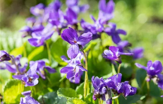 Viola odorata Königin Charlotte