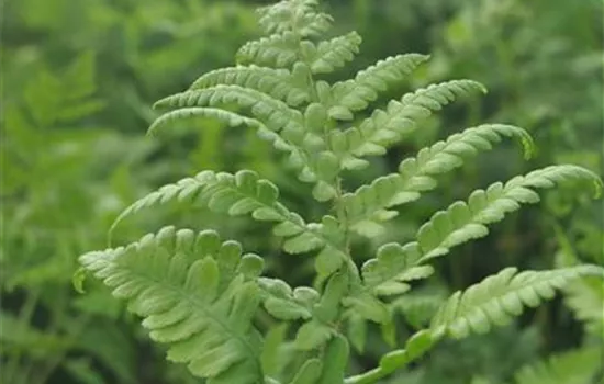 Thelypteris palustris Thelypteris palustris