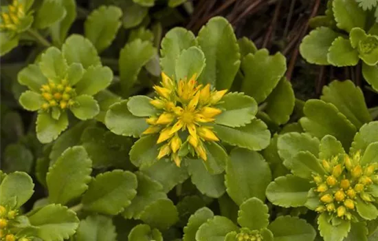 Sedum floriferum Weihenstephaner Gold