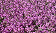Sand-Thymian BIO