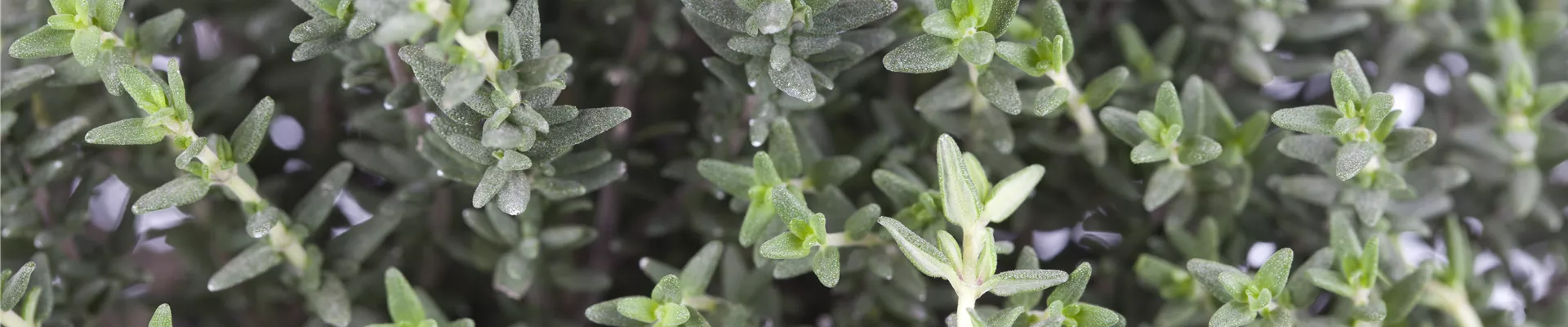 Thymus vulgaris Thymus vulgaris