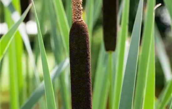 Typha angustifolia Typha angustifolia