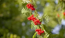 Eberesche