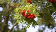 Eberesche