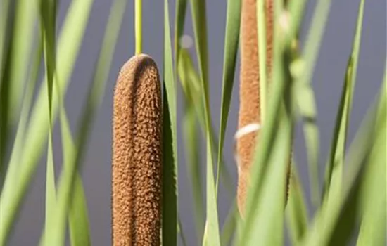 Typha latifolia Typha latifolia