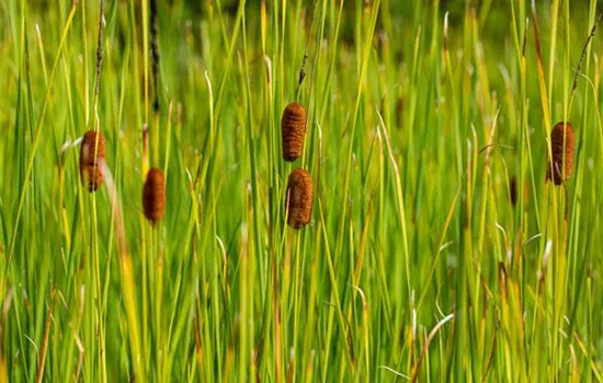 Typha laxmannii Typha laxmannii