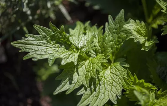 Valeriana officinalis
