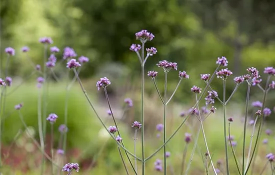 Verbena bonariensis Verbena bonariensis