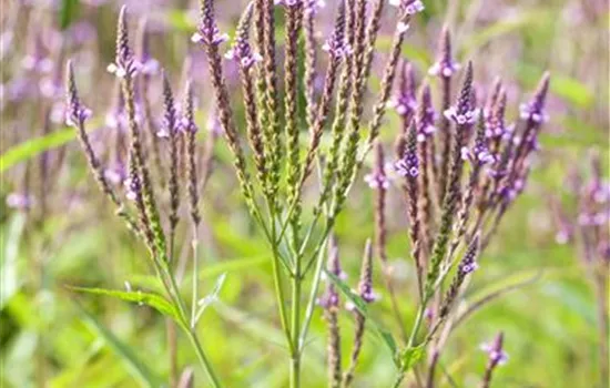 Verbena officinalis Verbena officinalis