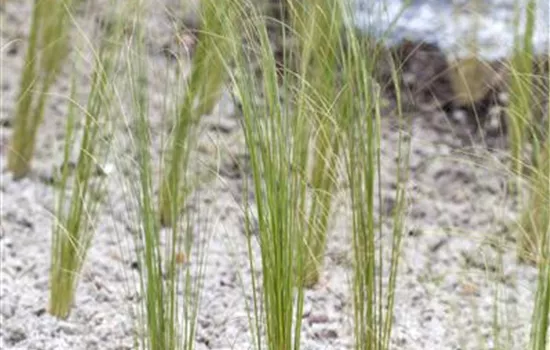 Stipa pennata Stipa pennata
