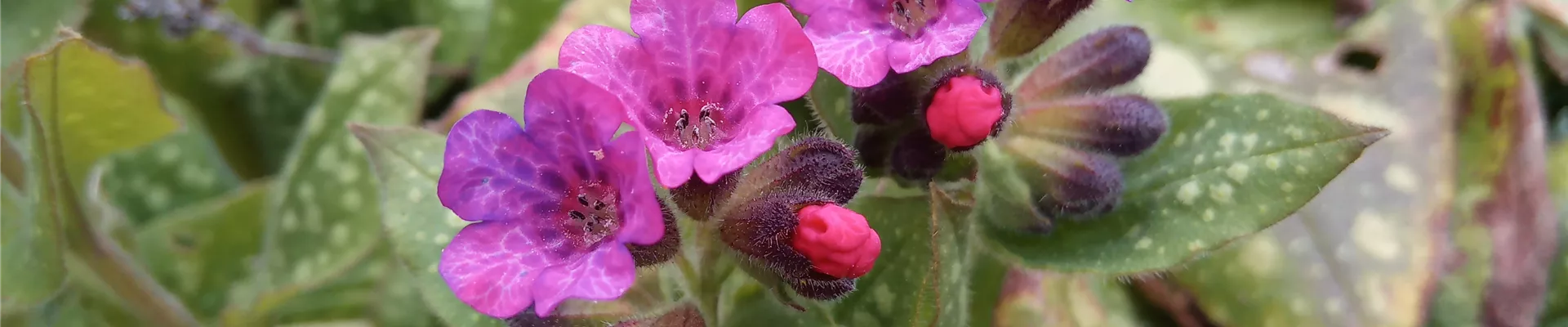 Pulmonaria_vulgaris_Slider Pulmonaria_vulgaris_Slider