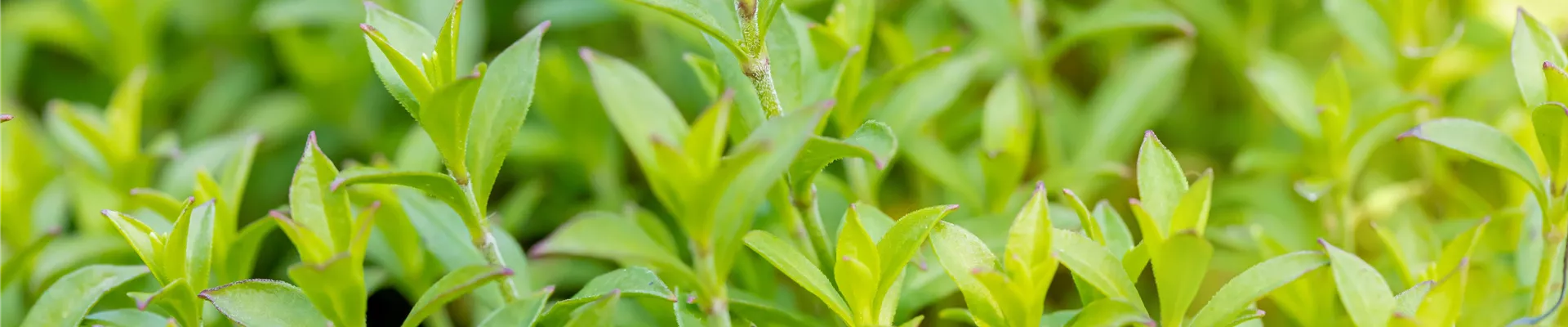 Silene schafta Silene schafta