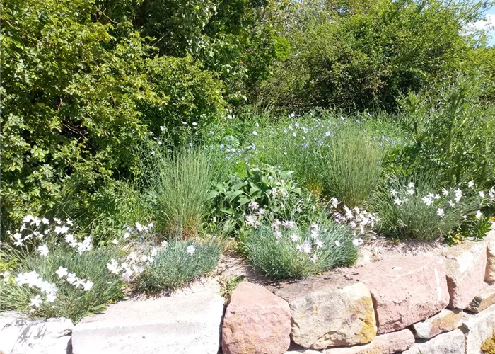 19. September 2026 Seminar: Entwicklungspflege im Naturgarten