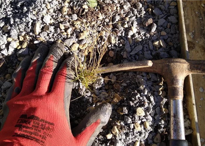 Pflanz- und Pflegeanleitungen Pflanz- und Pflegeanleitungen