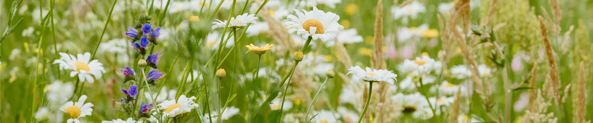 Wildstauden Wildstauden