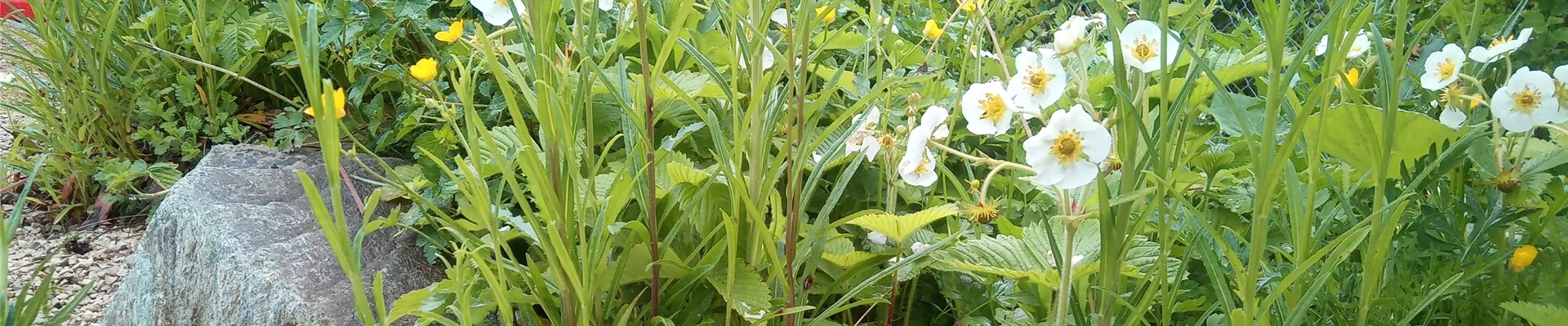 Erdbeer Slider-0-0-4208-2367 Erdbeer Slider-0-0-4208-2367