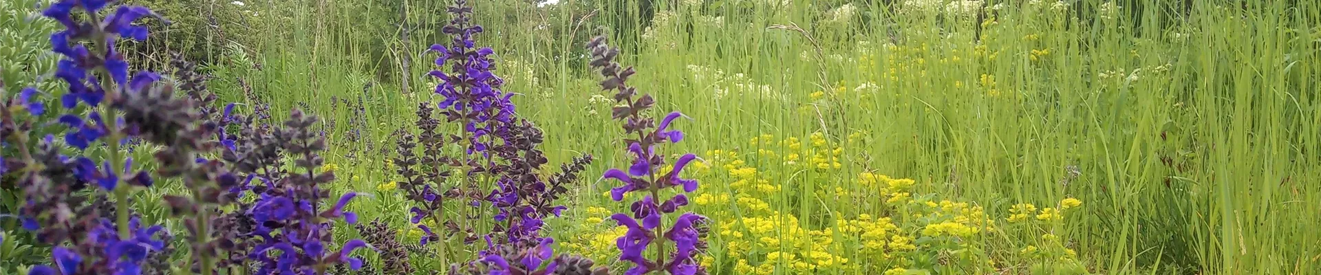 Wiese Salvia Slider-0-0-3763-2116 Wiese Salvia Slider-0-0-3763-2116
