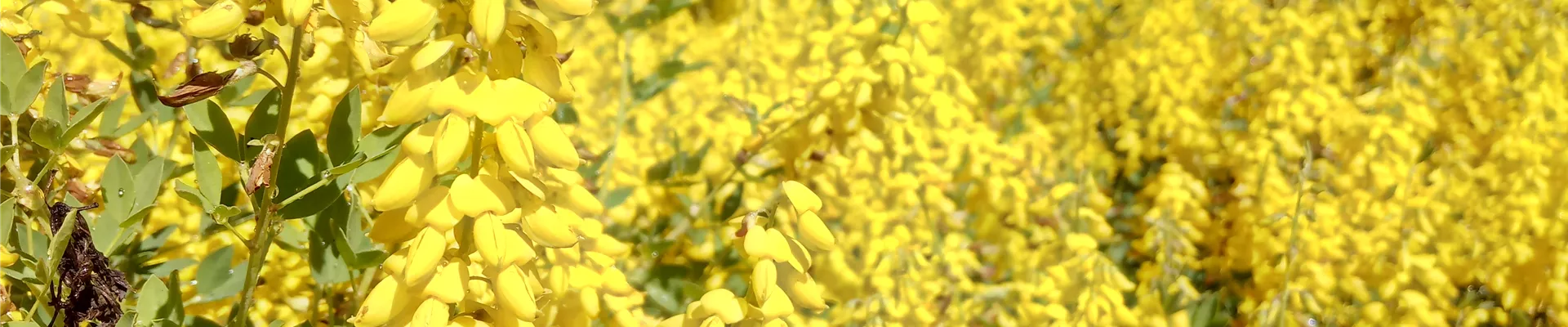 Cytisus nigr. Zwerge Cytisus nigr. Zwerge