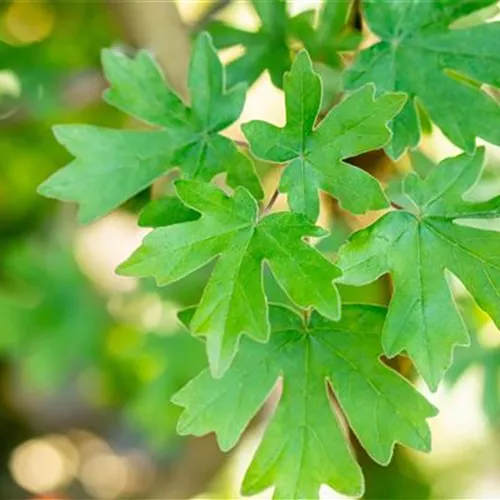 Acer campestre° Acer campestre°
