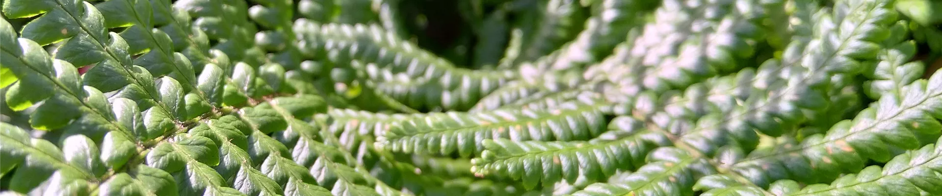 FarneKachel-1008-0-3024-3024