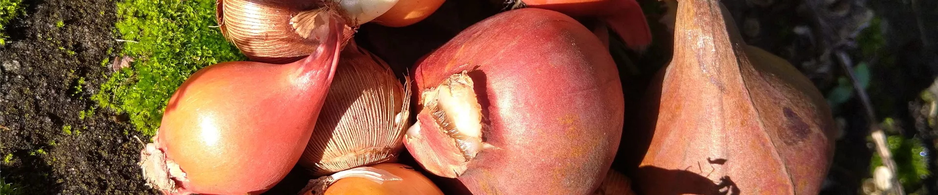 Blumenzwiebeln-822-0-3024-3024 Blumenzwiebeln-822-0-3024-3024