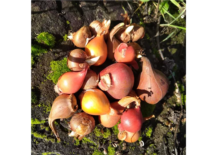 Blumen Zwiebeln Blumen Zwiebeln