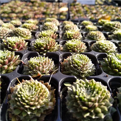 Kleintopfstauden (DA) Kleintopfstauden (DA)