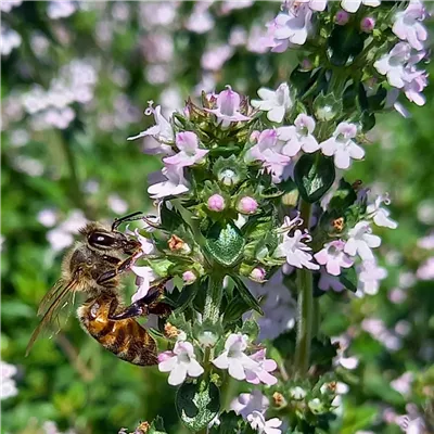 Halb-Gehölze Halb-Gehölze