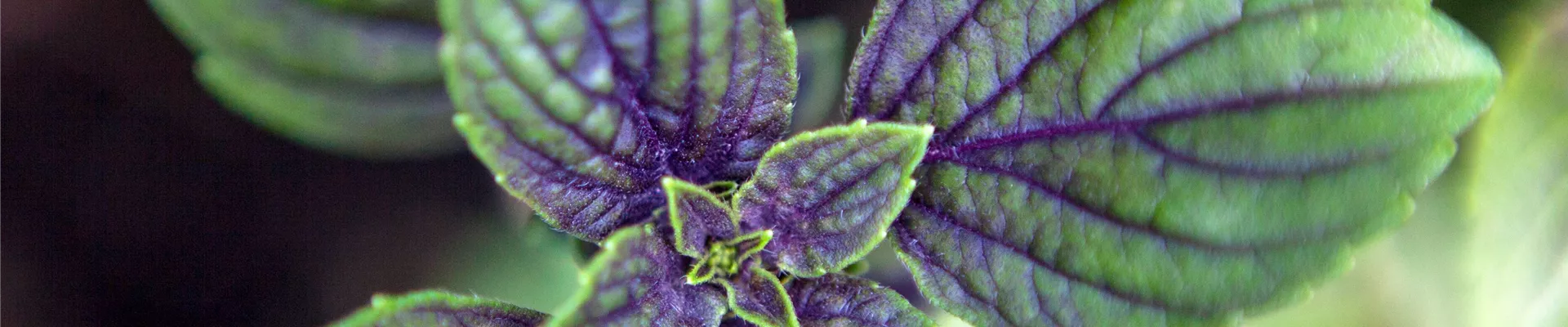 Mentha x piperita 'Chocolate' Mentha x piperita 'Chocolate'