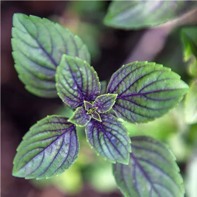 GewürzKräuter GewürzKräuter