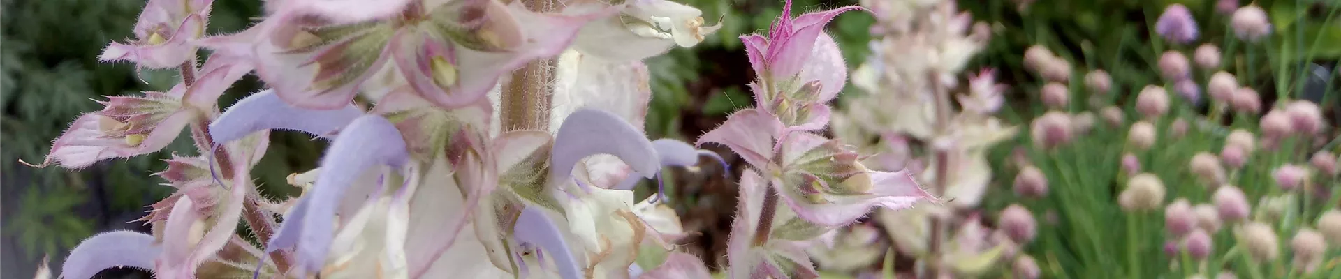 Salvia sclarea (2)-0-2218-4208-901 Salvia sclarea (2)-0-2218-4208-901